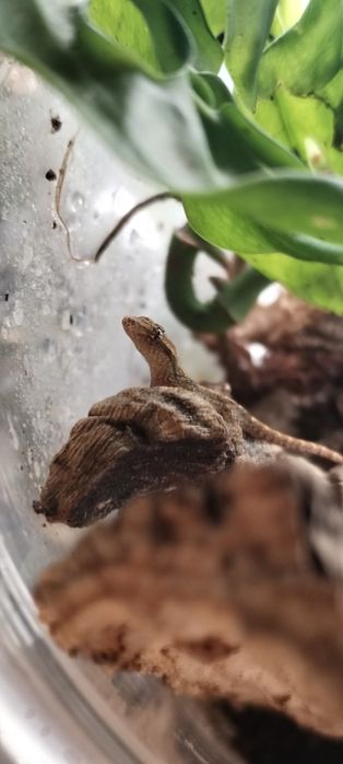 młode gekony płaczące