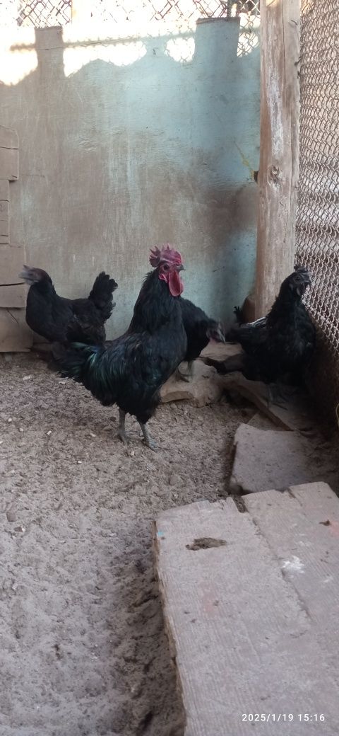 Продаж курей і качок.
