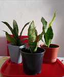 Plantas Espada de São Jorge