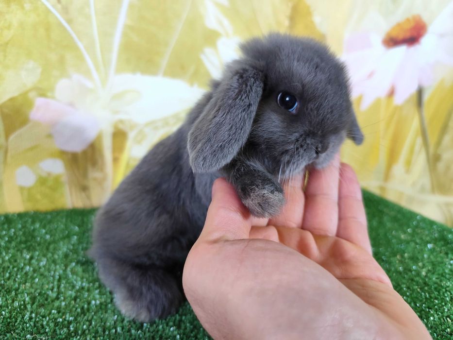 PIĘKNY Mini Lop niebieski bluey miniaturka baranek karzełek