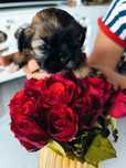 Piesek shih tzu rodowód 4 pokoleniowy zhpr UCI chip umowa kupna
