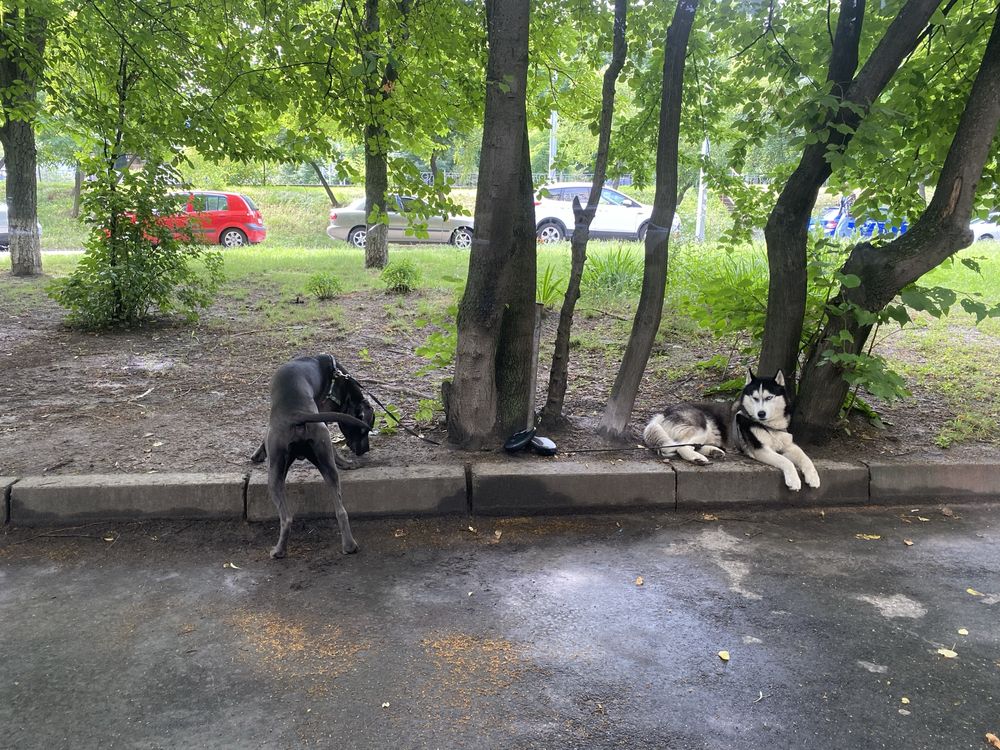 Отдам собаку хаски Срочно