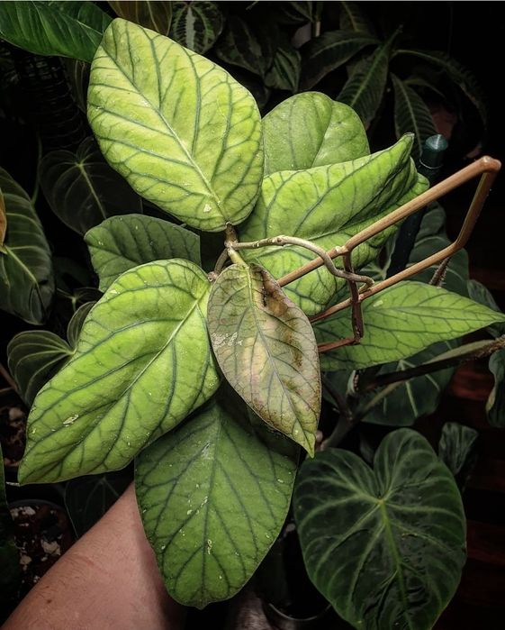 Продам Хойя Мередити Грин.  Срез