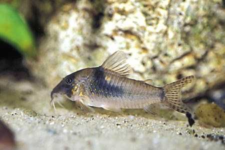 Kirysek zielony - Corydoras septentrionalis - Kirys - dowóz, wysyłka