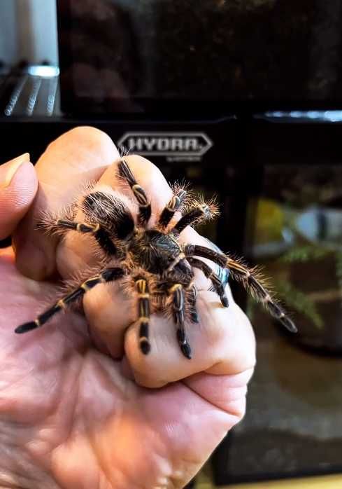 Паук птицеед Grammostola pulchripes (aureostriata) красивые самцы L9