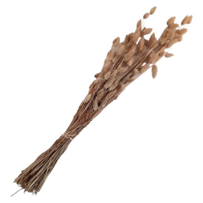 dmuszek jajowaty suszony lagurus naturalny 70cm