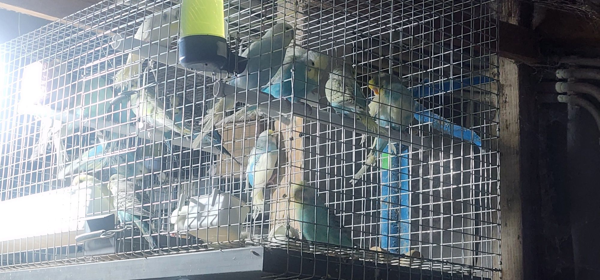Aves ,piriquitos australianos