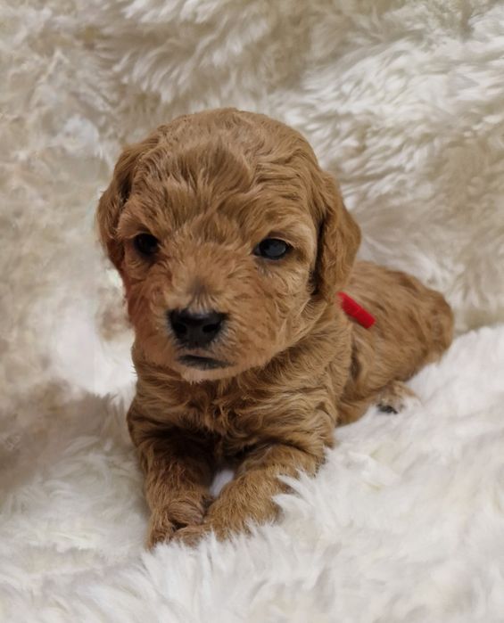 Bichpoo Poochon Bichon Frise Pudel Toy jak Maltipoo suczka czerwona