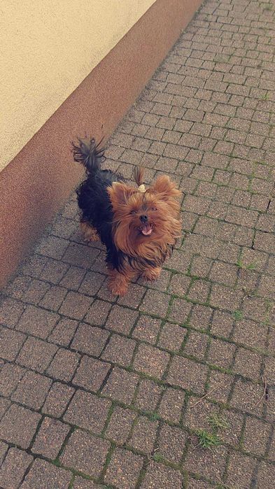 York Yorkshire Terrier dorosły piesek czarno złoty