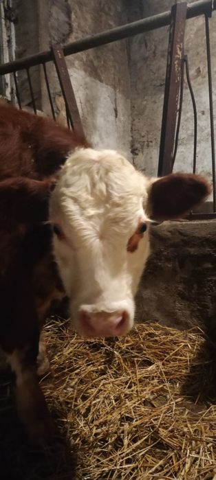 Sprzedam byki rasa Hereford