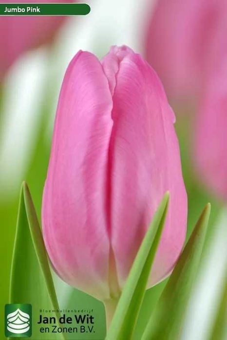 Цибулини тюльпанів 12+ на вигонку і для саду Нідерланди Jan de Wit