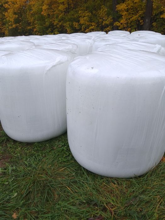 Bele kukurydzy kukurydza