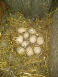 Яйця мускусних качок,племінної породи,хороші мами