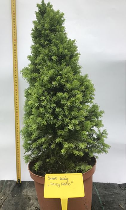 Świerk biały Conica