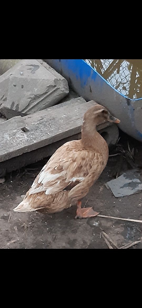 Vendo patos diversos (mistos)