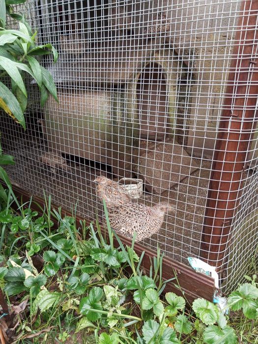 Vendo Faisoes fêmeas