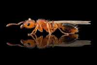 Mrówki Tetramorium bicarinatum, agresywne, egzotyczne