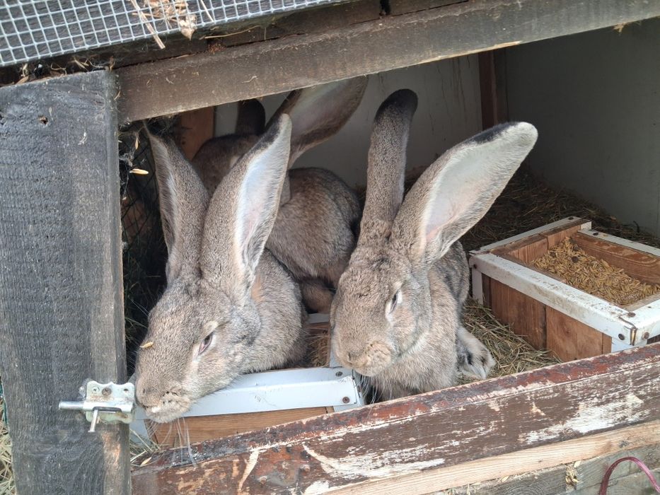 Króliki samce belgijskie
