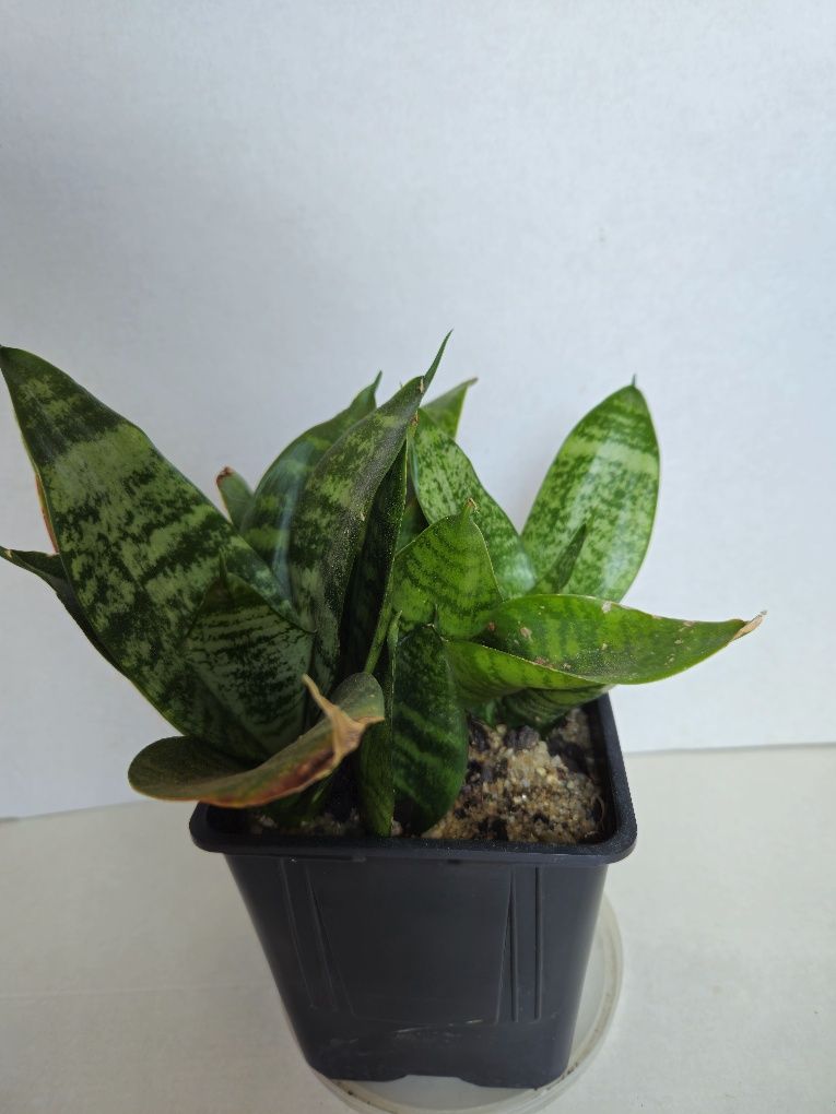 Planta Espada de São Jorge em Vaso Plástico 10,5 cm