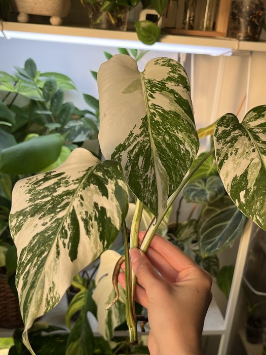 Верхівки монстери альби 2шт