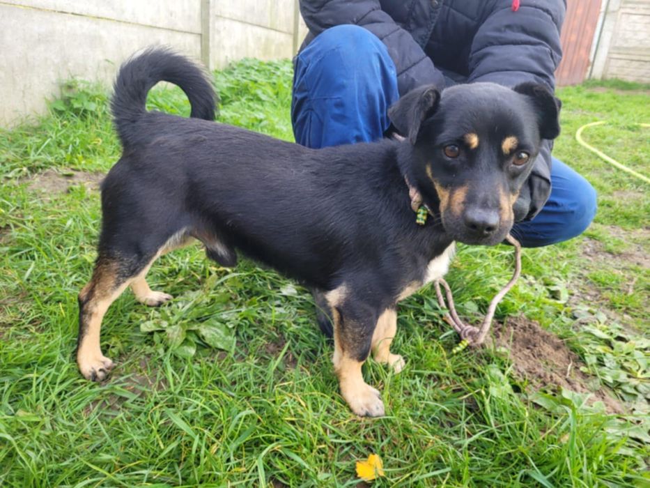 Młody Gucio szuka domku!