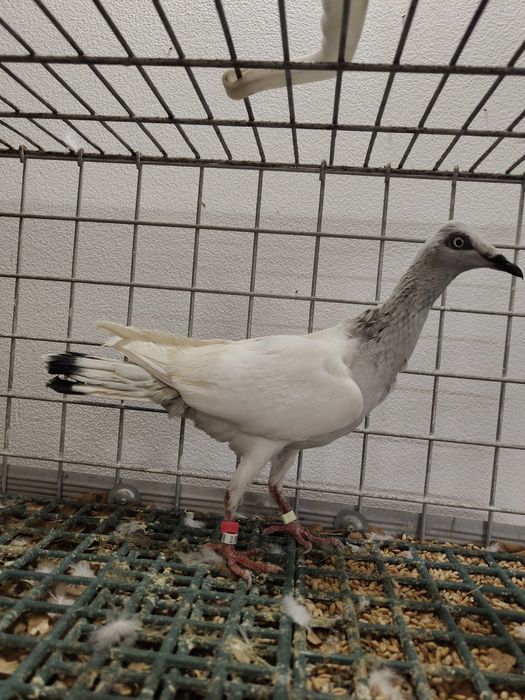 Jasny samiec 2021 gołębie