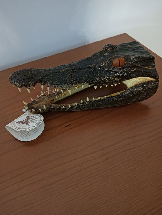 Decoração de cabeça de crocodilo para colecionar ou usar como peça dec