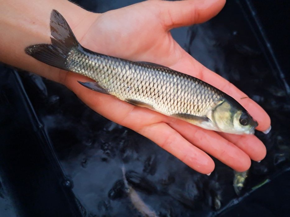 Lin kroczek 18-23cm Dostępny! Karp, Płoć, Amur