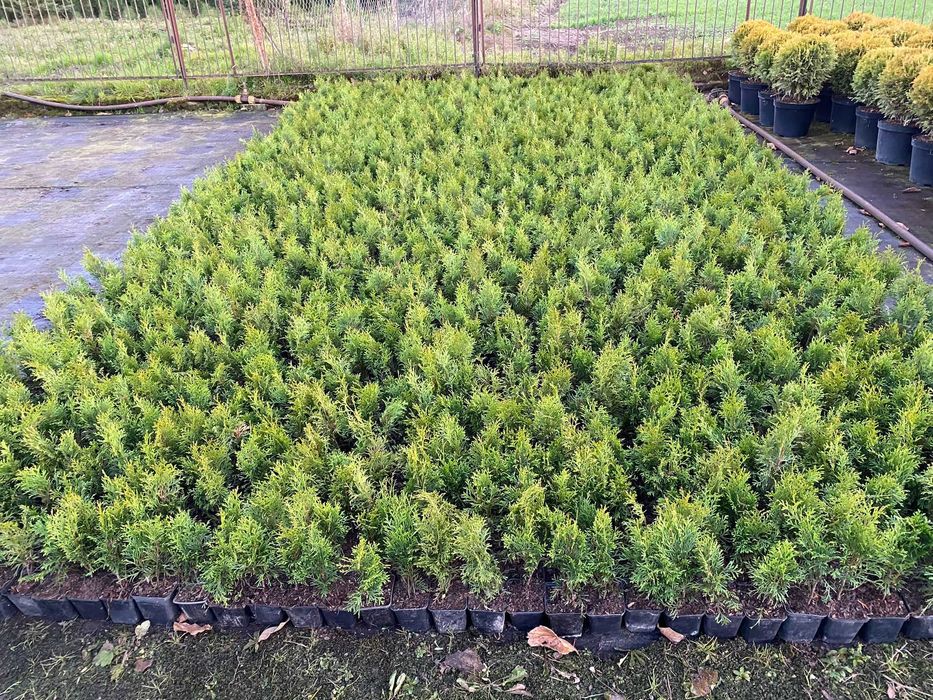 Tuja "Szmaragd" - Thuja, Żywotnik zachodni, doniczka p9 wys. 30-40 cm