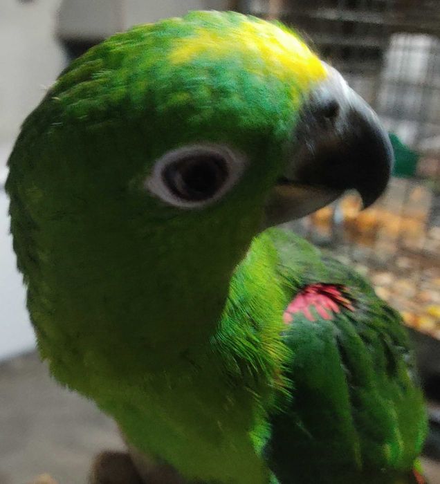 Papagaios ocrocephalos