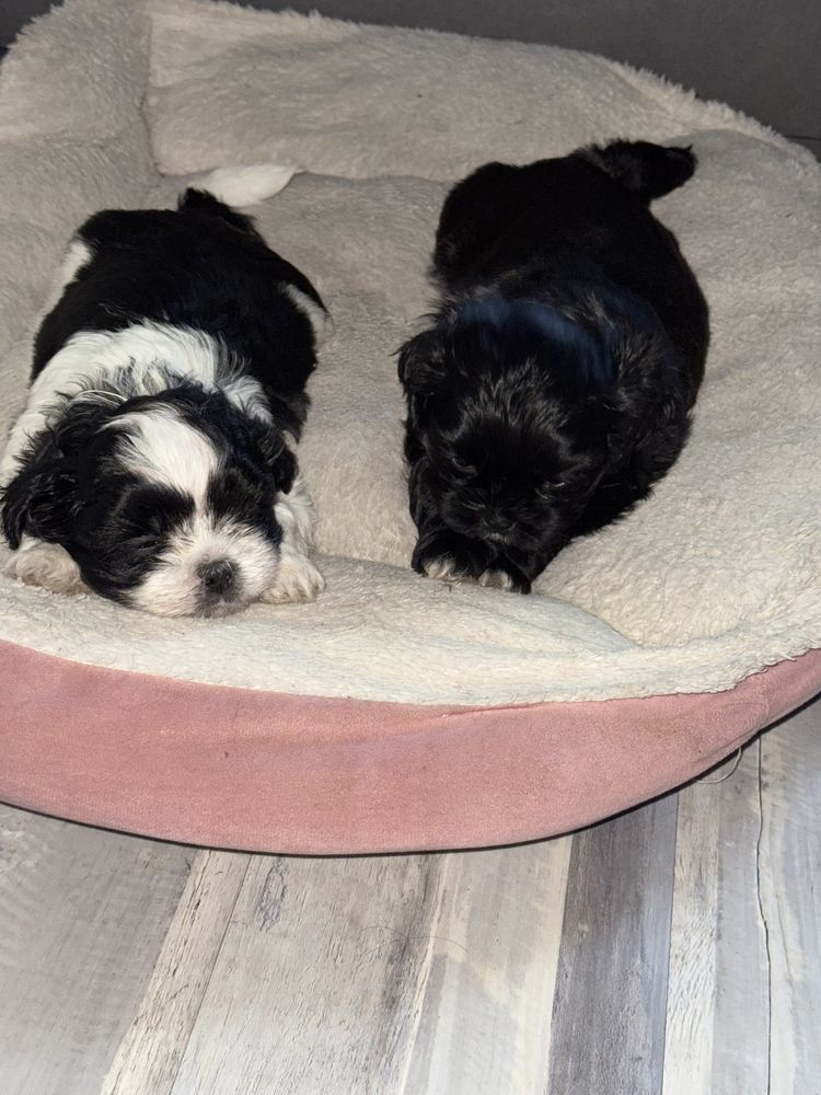Słodki piesek Shih Tzu