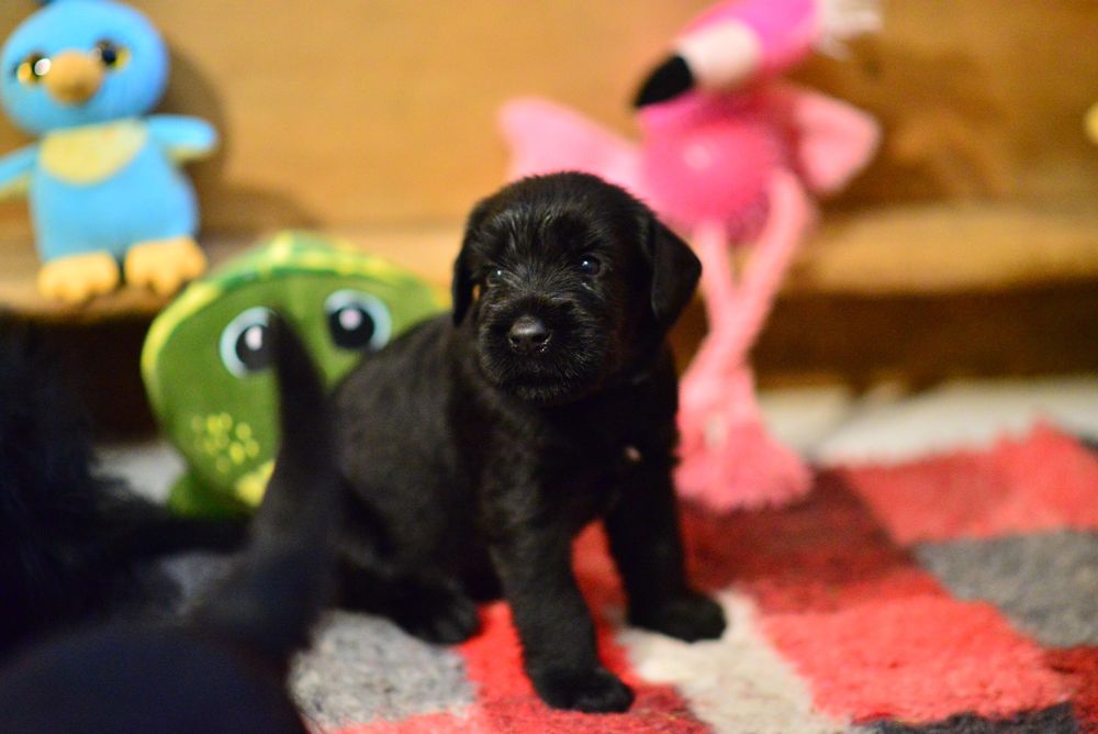 Sznaucer olbrzym czarny FCI