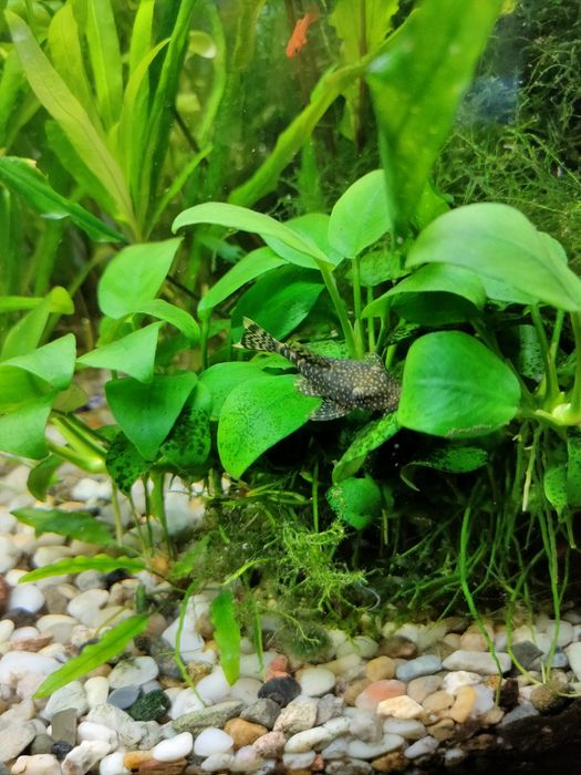 Glonojady -  od 1,5 do 8 cm