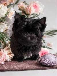 Idealna mini suczka York o urodzie laleczki - Black Yorkshire Terrier