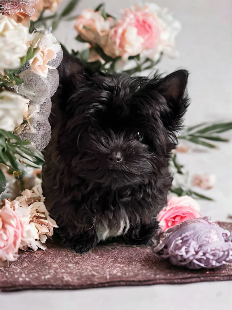 Idealna 1 kg mini suczka York o urodzie laleczki - Black York Terrier