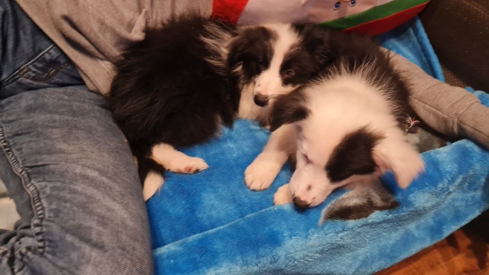 Suczka Border Collie