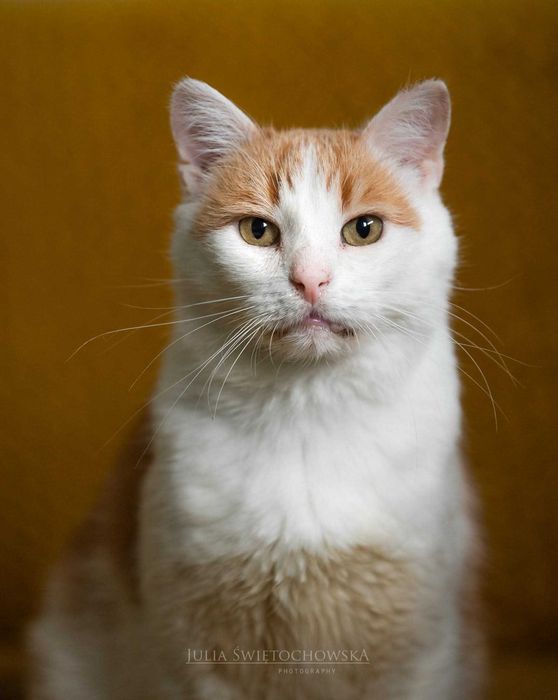 Romek - najsłodszy przytulak szuka kochającego domu