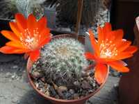 Rebutia vallengrandensis L 353 - MG - горщик - 5.5х5.5 см