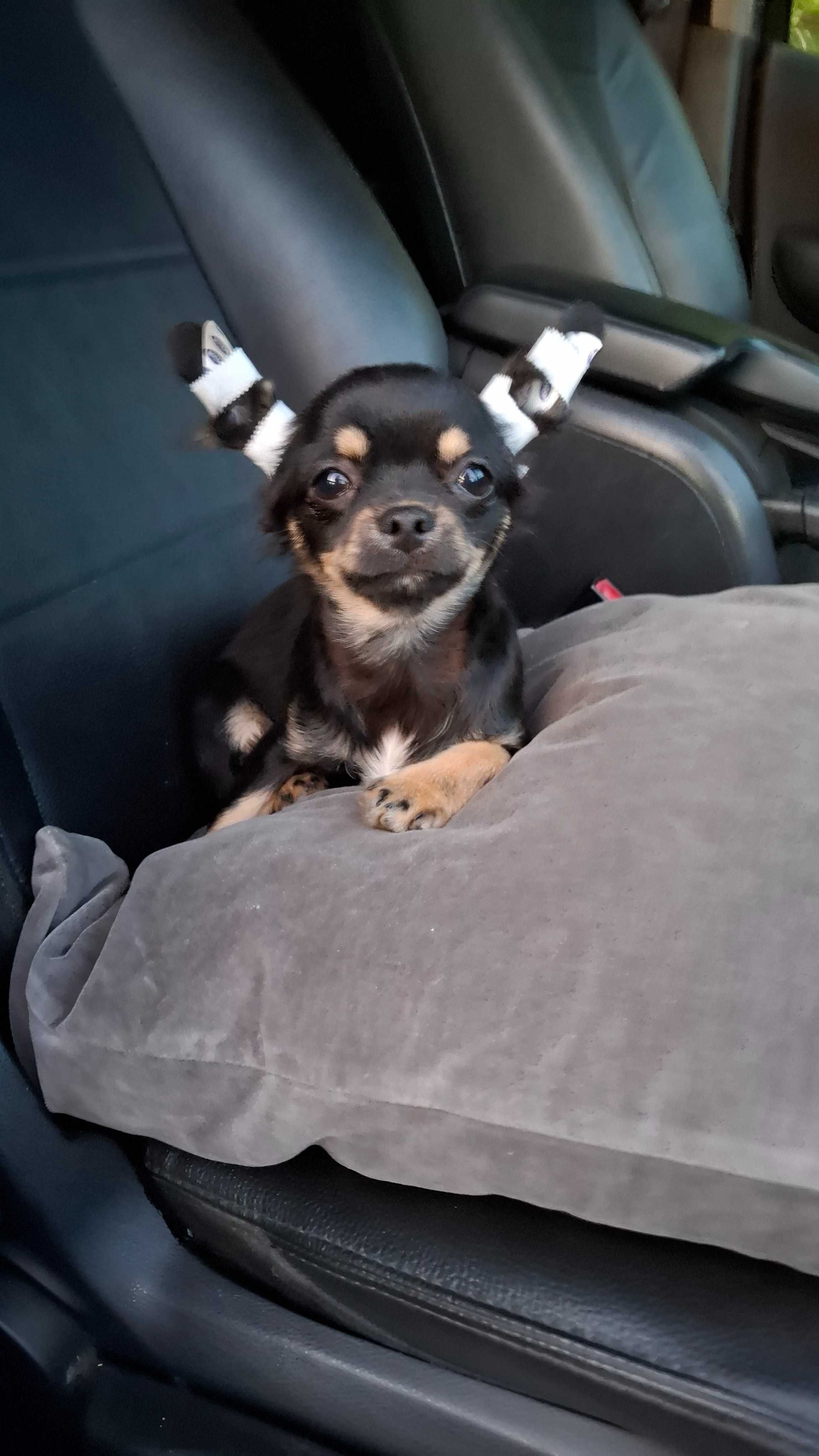 Czarno-podpalany długowłosy chihuahua samiec gotowy do odbioru/rodowód