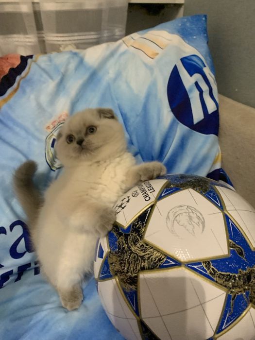 Kotek szkocki zwisłouchy w poszukiwaniu rodzinki