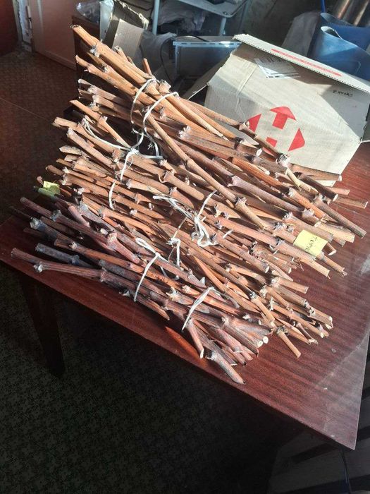 Черенки и саженцы винограда