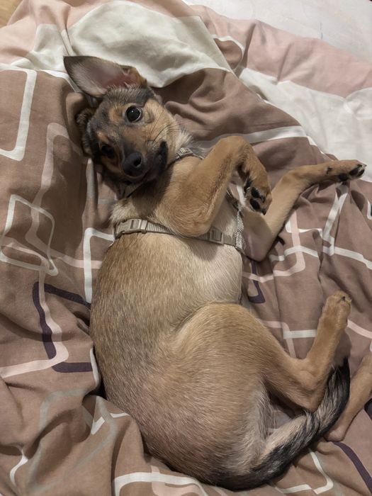 Віддам в хороші руки