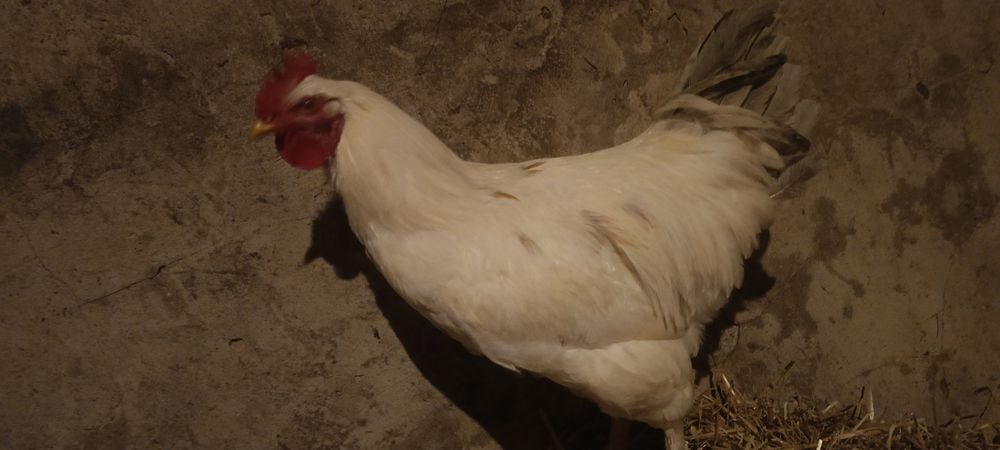 Młode kogut ozdobne