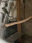 RING NECK  2024 / RM Birds