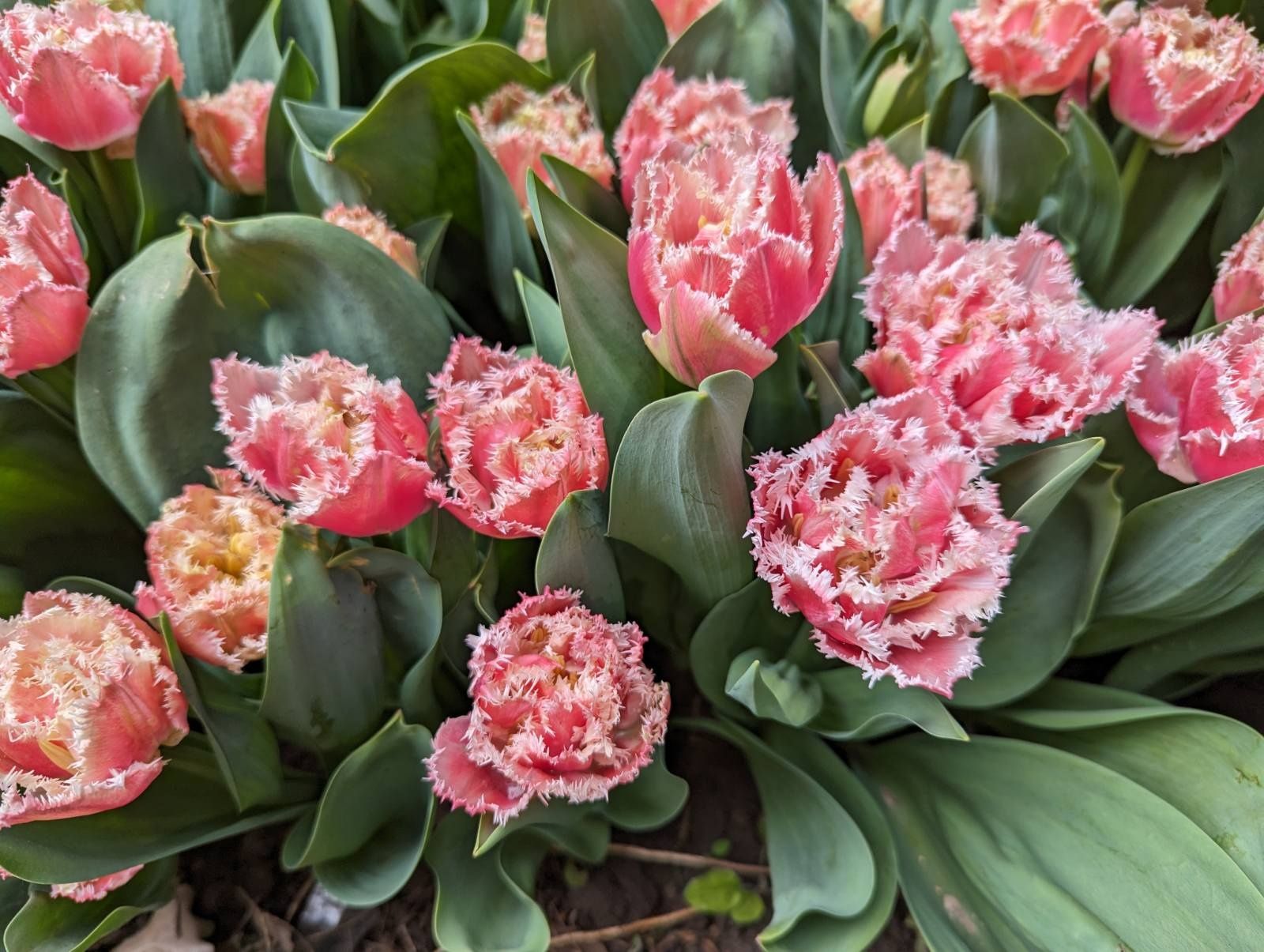 Махрові та отороченні тюльпани голандська селекція