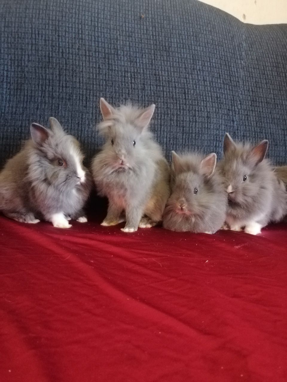 Króliczek karzełek Teddy, Lewek, Mini Lop