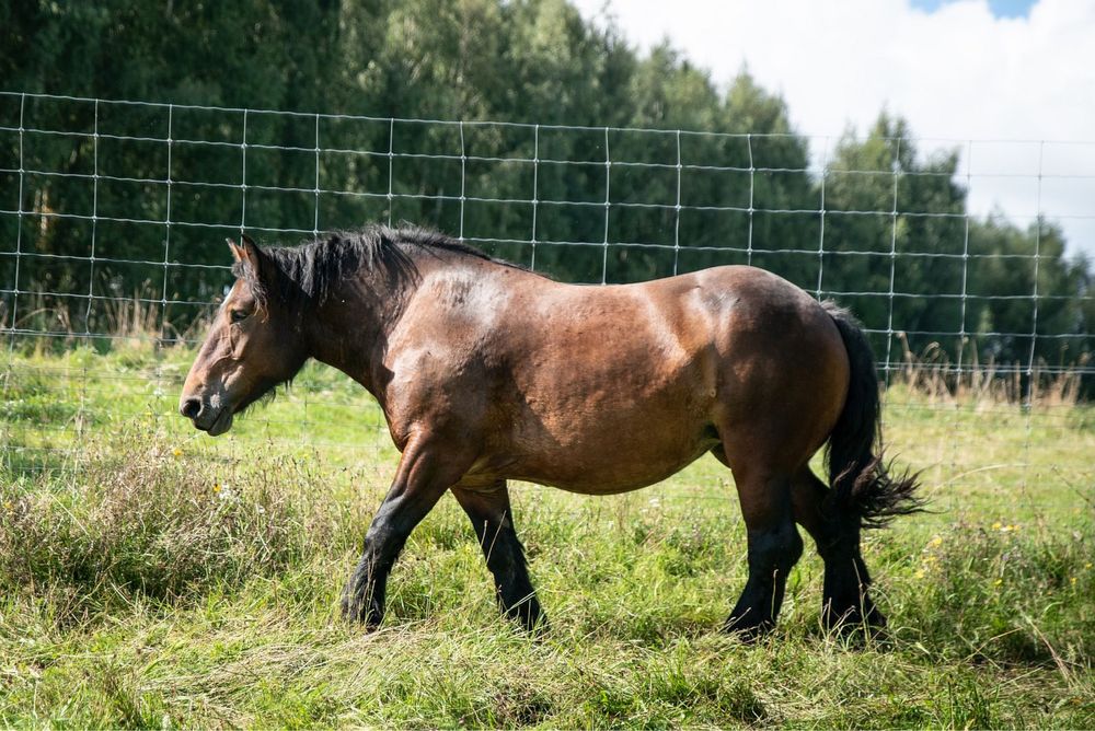 Sprzedam klacz rasy Arden Polski