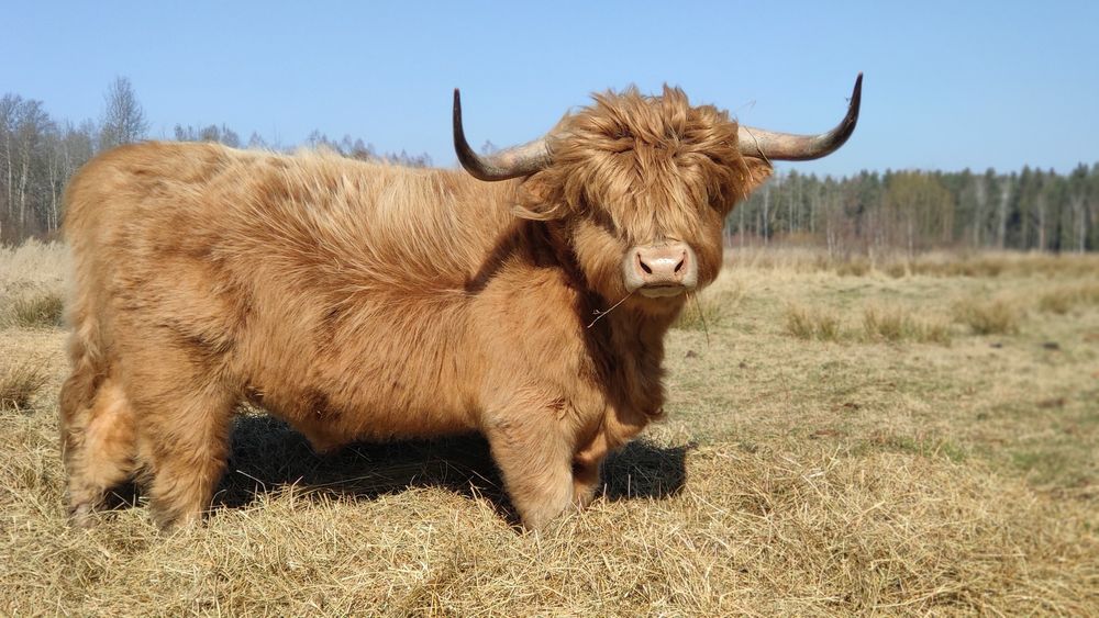 Piękny reproduktor Highland Cattle