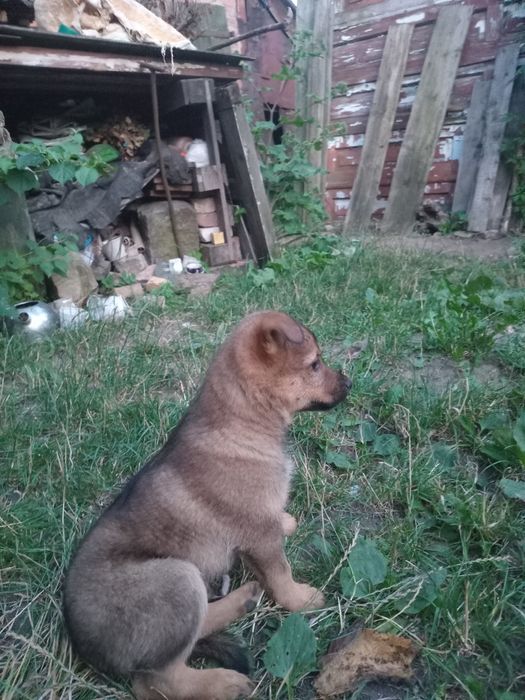 Вітдам в хороші руки 3-х місячних  цуценяток, двох хлопчиків,.