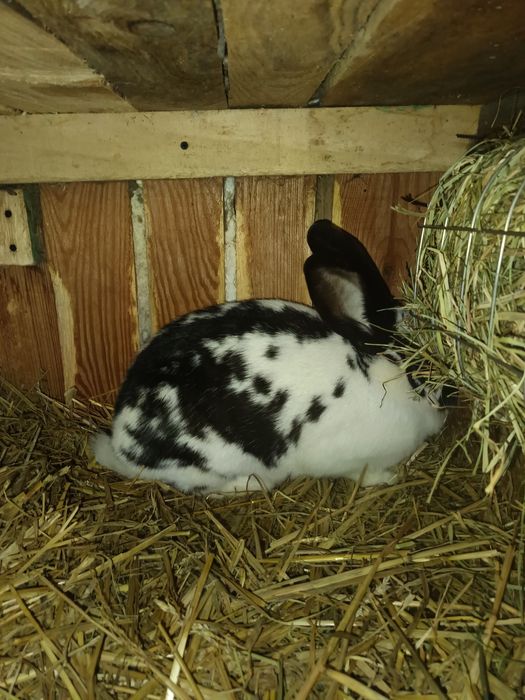 Królik na sprzedaż-Srokacz niemiecki